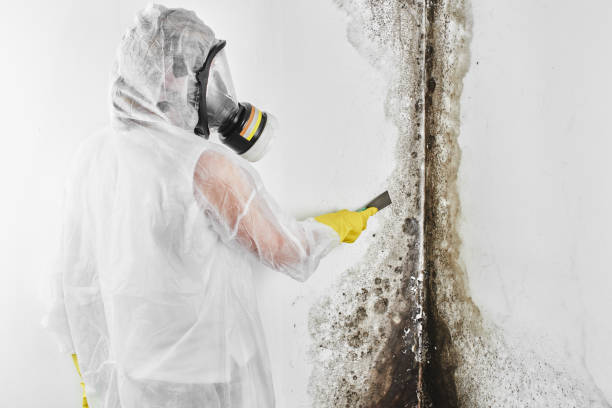 Best Crawl Space Mold Removal  in Walnut Creek, CA