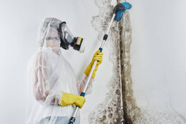 Best Professional Mold Removal  in Walnut Creek, CA