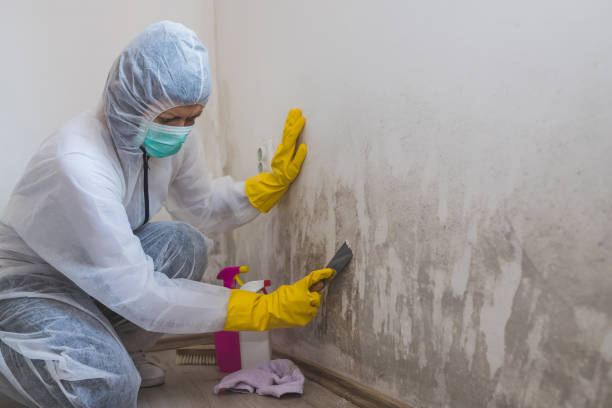 Best Residential Mold Removal  in Walnut Creek, CA