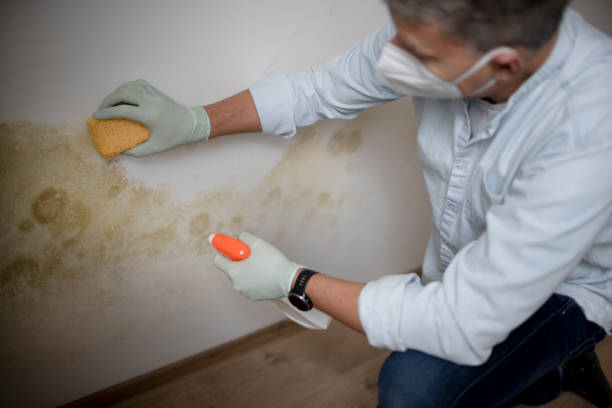 Best Toxic Mold Removal  in Walnut Creek, CA