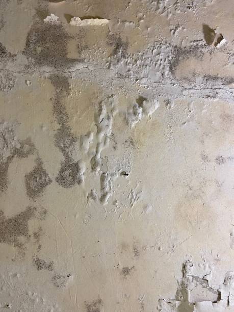 Best Attic Mold Removal  in Walnut Creek, CA