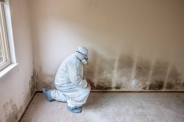 Best Certified Mold Removal  in Walnut Creek, CA