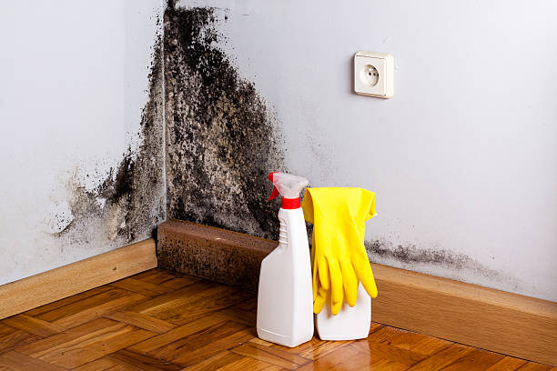 Best Residential Mold Removal  in Walnut Creek, CA