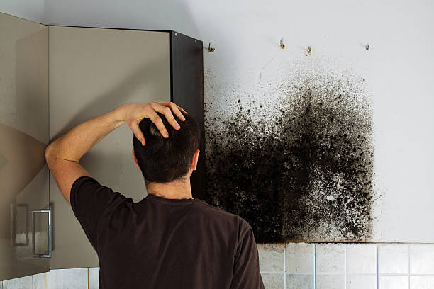 Best Crawl Space Mold Removal  in Walnut Creek, CA