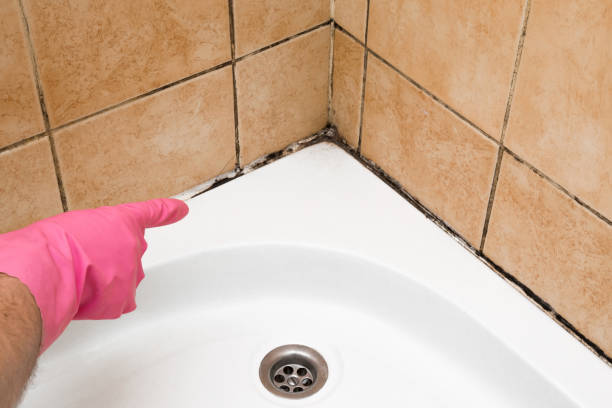 Professional Mold Removal in Walnut Creek, CA